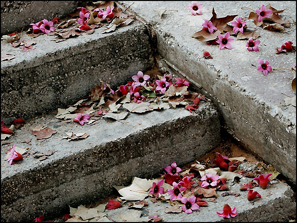 photo "Staircases. or how Spring met with Autmn." tags: fragment, nature, flowers