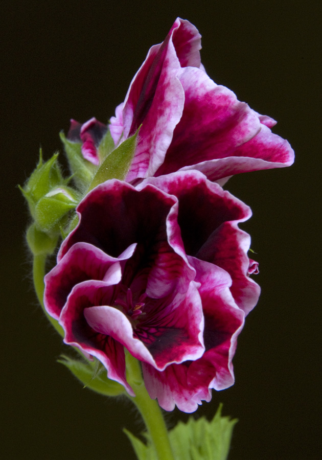 photo "pelargonium" tags: nature, macro and close-up, flowers