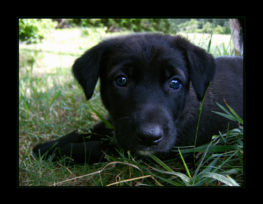 photo "my name is Merlin" tags: portrait, nature, pets/farm animals