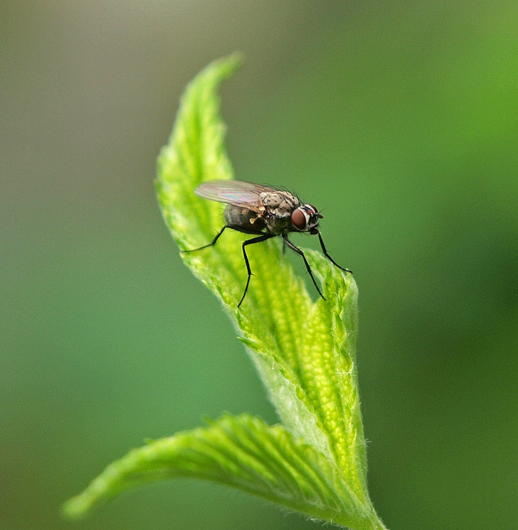 photo "Good Day Sunshine" tags: nature, macro and close-up, insect