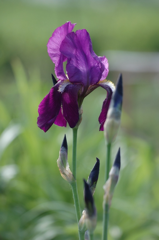 photo "***" tags: nature, flowers