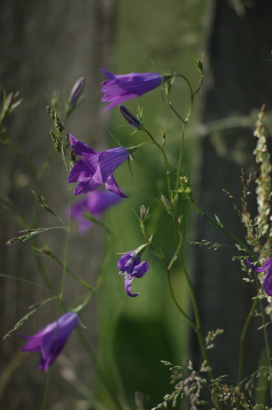 photo "***" tags: nature, flowers