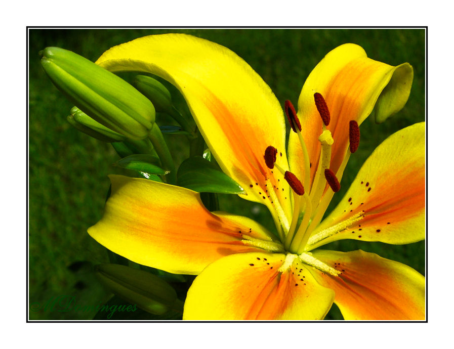 photo "asian lily" tags: nature, flowers