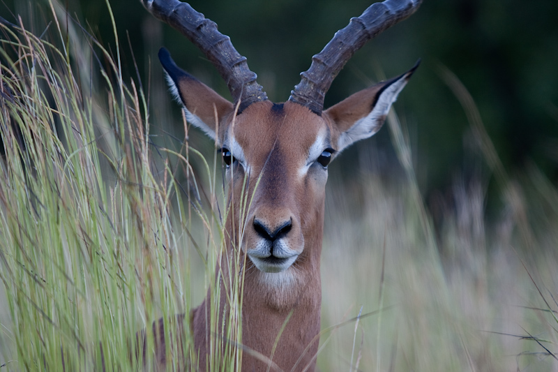 photo "***" tags: nature, portrait, wild animals