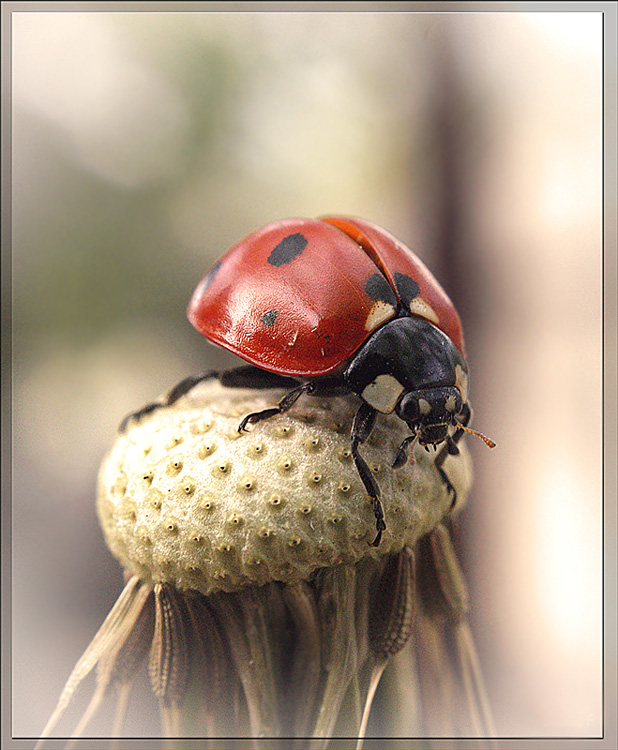 photo "макро божья коровка юмор" tags: macro and close-up, humor, 