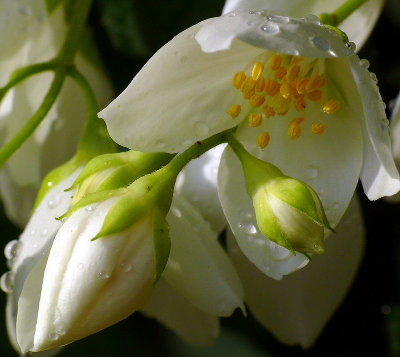 фото "After Rain" метки: природа, цветы