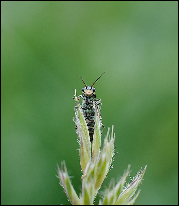 photo "***" tags: nature, insect