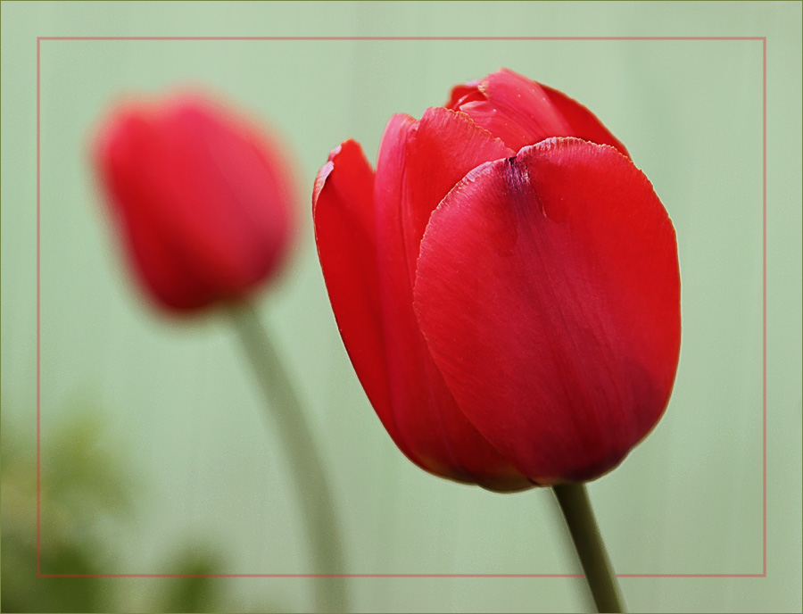 photo "***" tags: nature, flowers