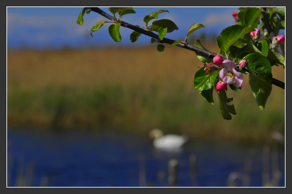 photo "***" tags: landscape, 