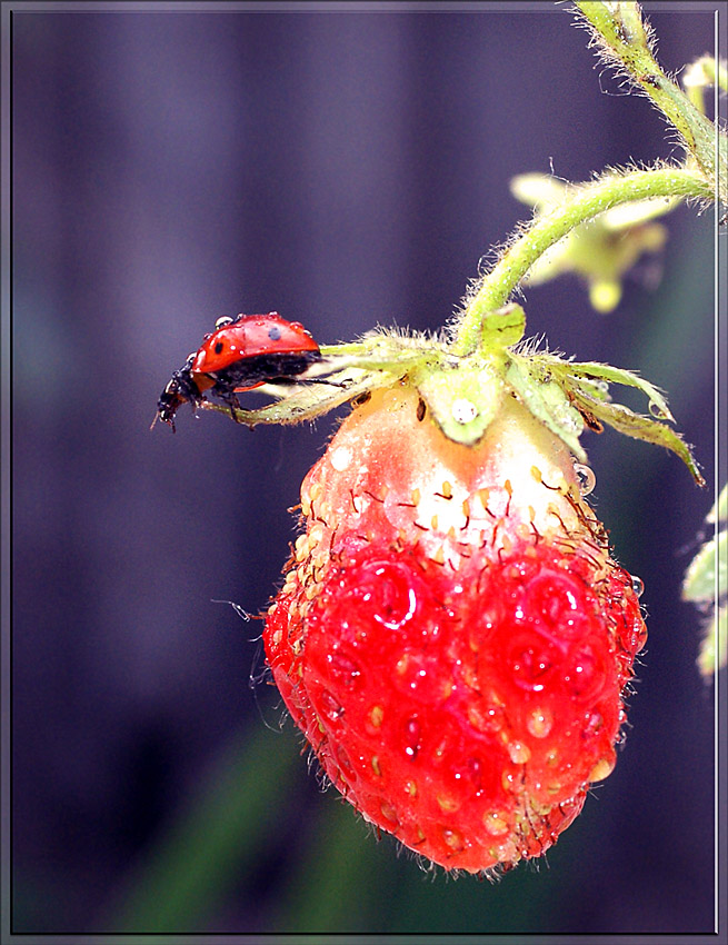 photo "макро божья коровка" tags: macro and close-up, nature, insect
