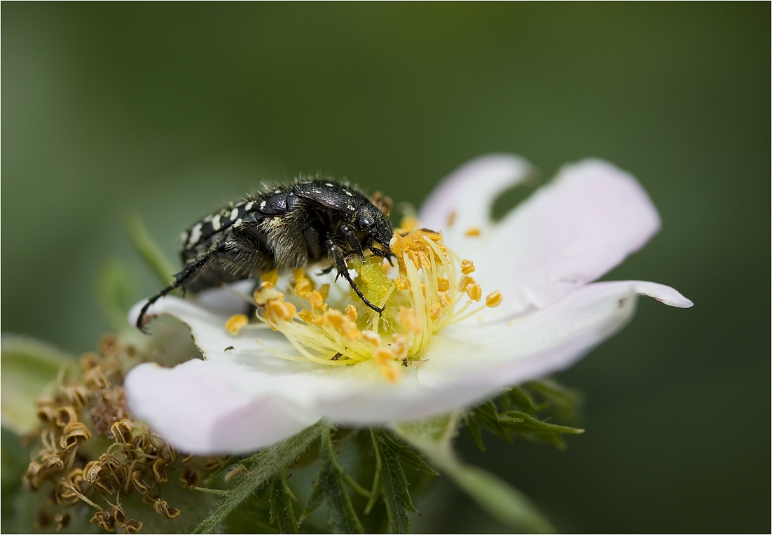 photo "***" tags: nature, macro and close-up, flowers, insect