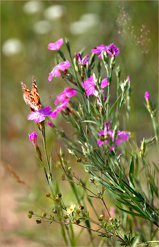 photo "Not abortive bouquet" tags: nature, 