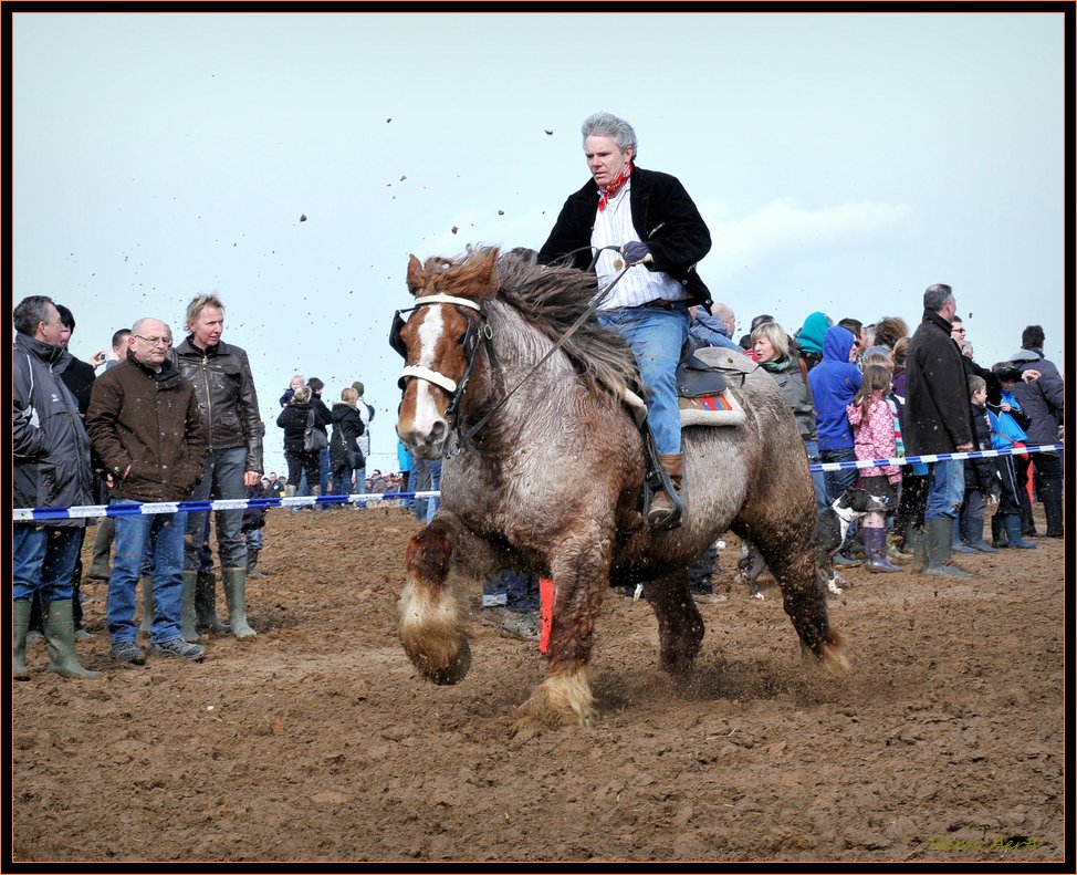 photo "Belgian drafthorse" tags: nature, reporting, pets/farm animals