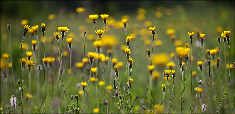 photo "***" tags: nature, flowers