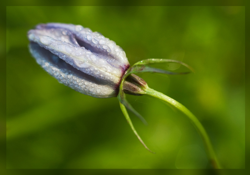 photo "***" tags: nature, macro and close-up, flowers