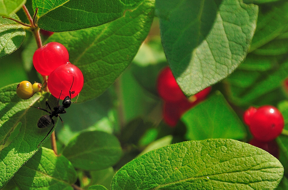 photo "***" tags: nature, macro and close-up, insect