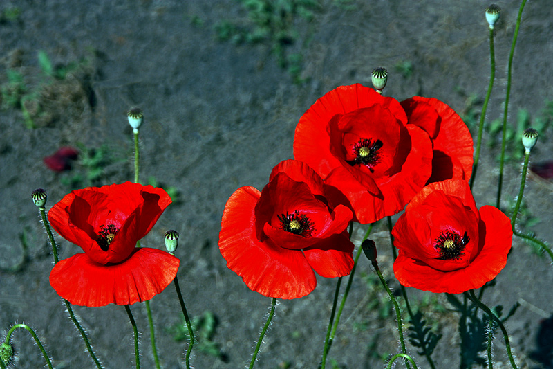 photo "Red Poppies / Красные маки" tags: nature, macro and close-up, flowers