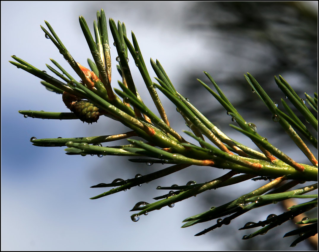 photo "after rain" tags: nature, macro and close-up, flowers