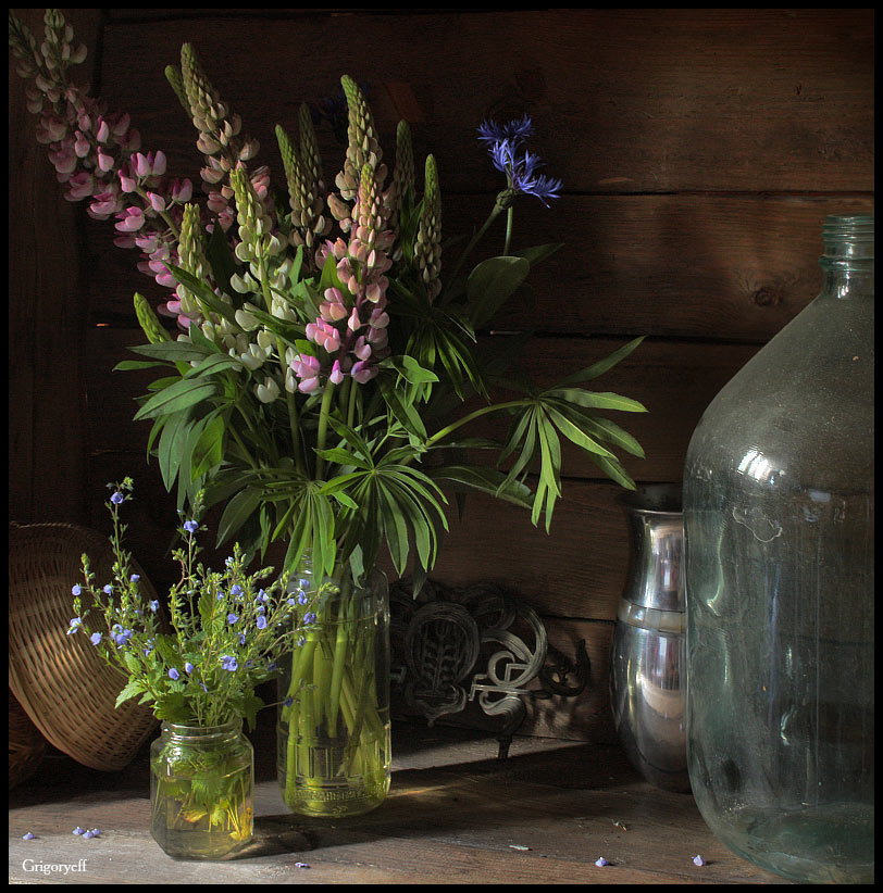 photo "Still life with pink lupine" tags: still life, 