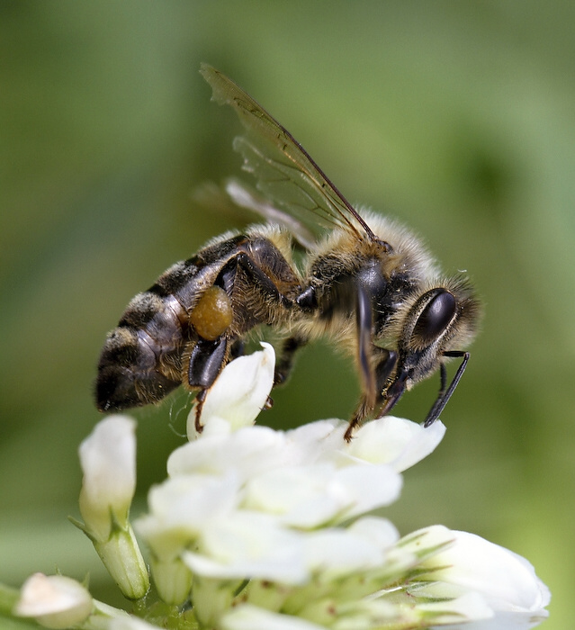 photo "***" tags: nature, insect