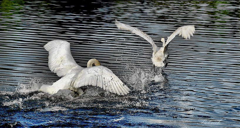 photo "Swan" tags: nature, wild animals