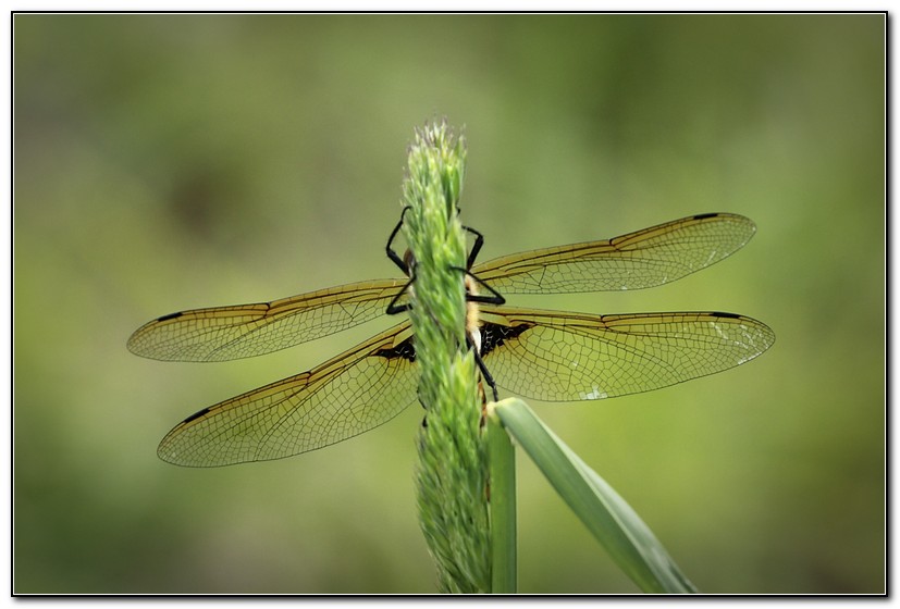 photo "***" tags: nature, insect