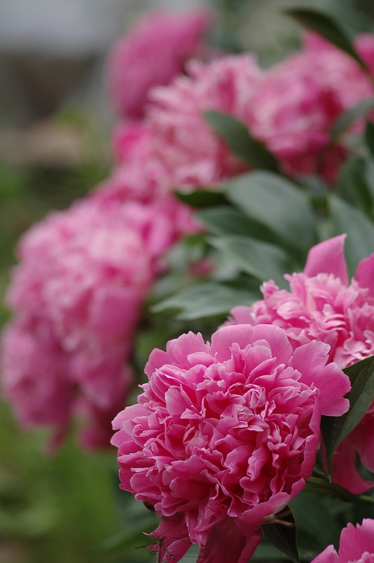 photo "***" tags: nature, flowers