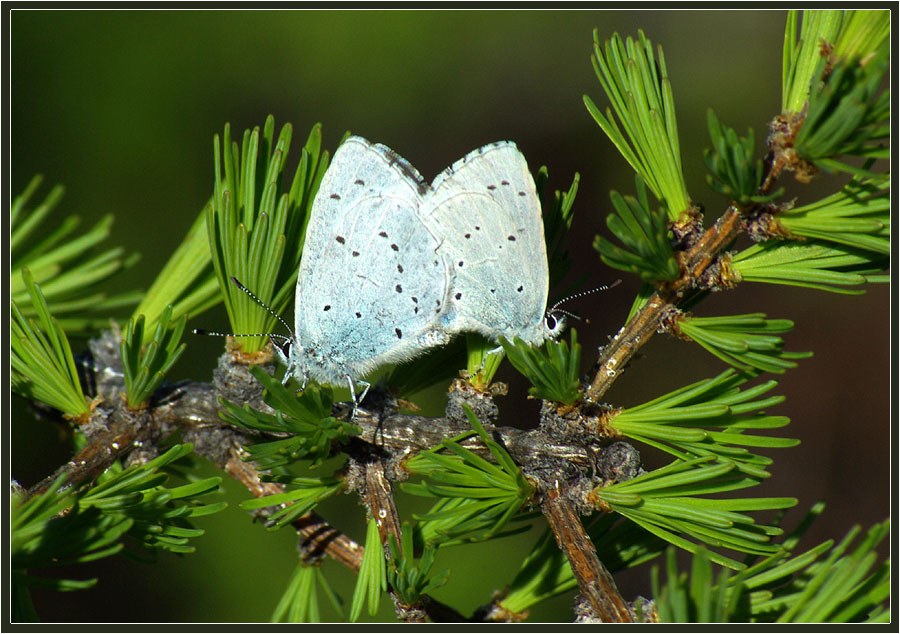 photo "***" tags: nature, insect