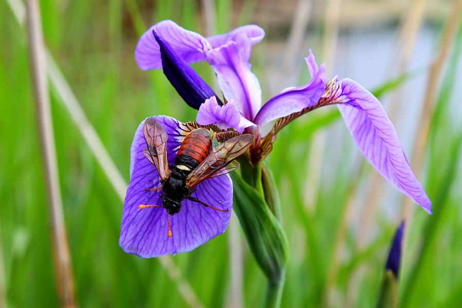 photo "***" tags: nature, insect