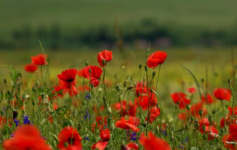 photo "***" tags: nature, flowers