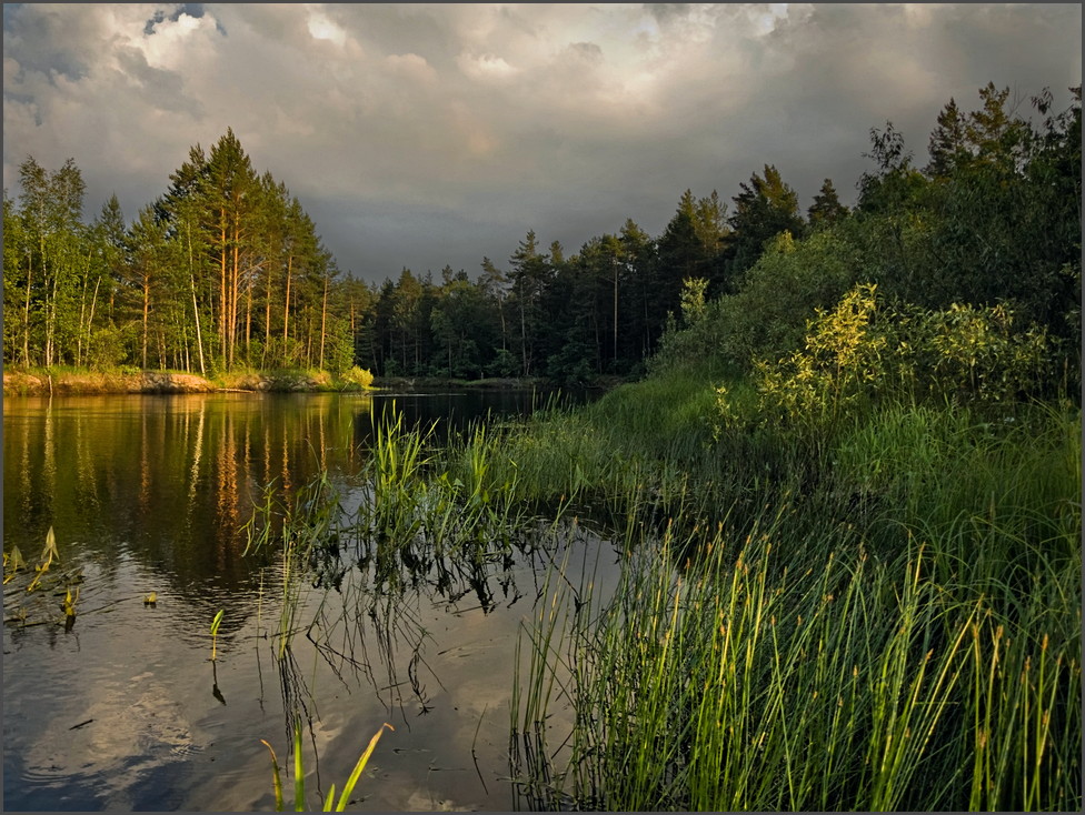 photo "***" tags: landscape, forest, summer