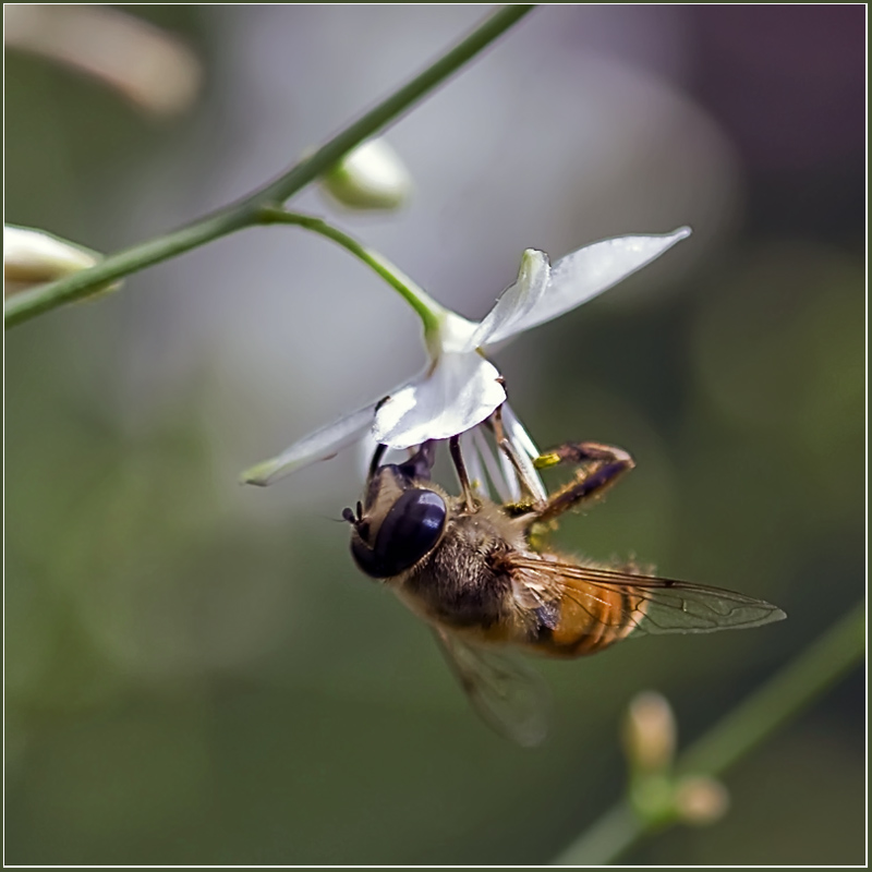 photo "***" tags: nature, macro and close-up, 