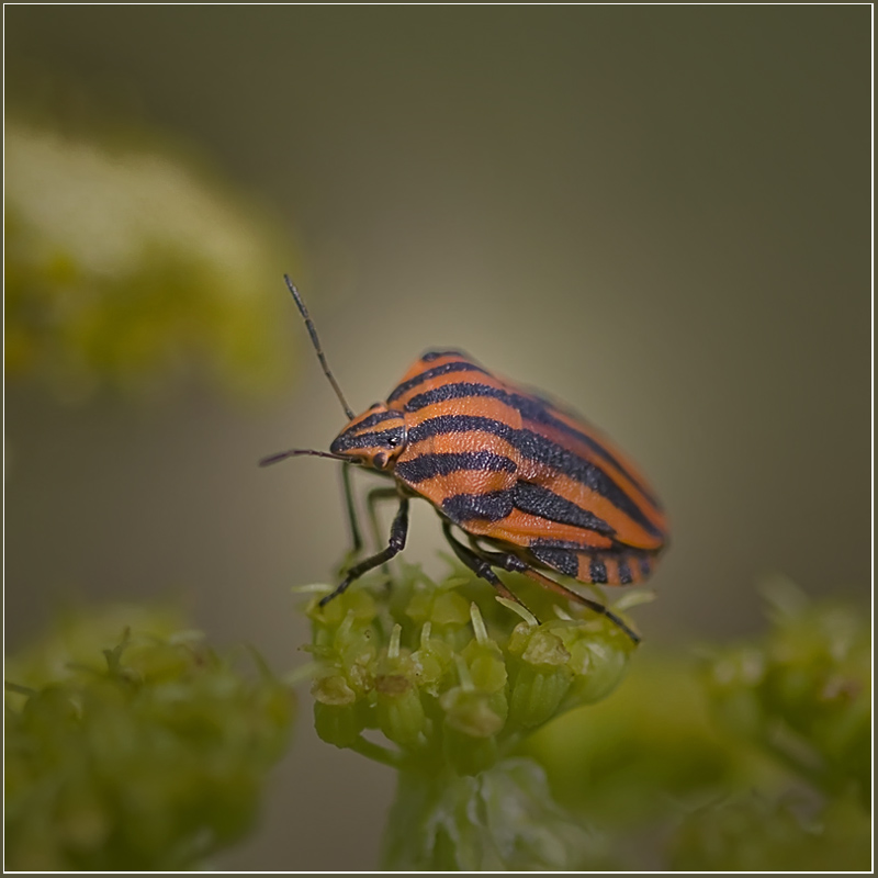 photo "***" tags: nature, macro and close-up, 