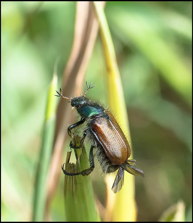 photo "***" tags: nature, insect