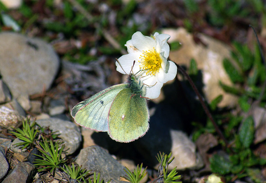 photo "***" tags: nature, flowers, insect