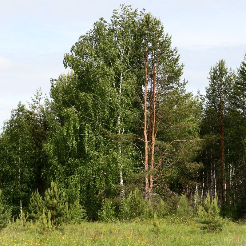 photo "***" tags: landscape, forest, summer