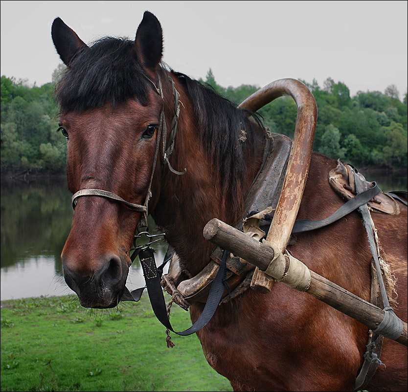 фото "Портрет рабочей лошади с травинкой в зубах и репейником в гриве" метки: природа, домашние животные