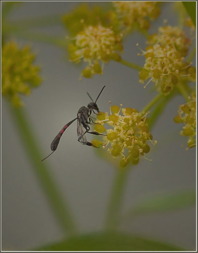 фото "Наездник" метки: природа, макро и крупный план, насекомое
