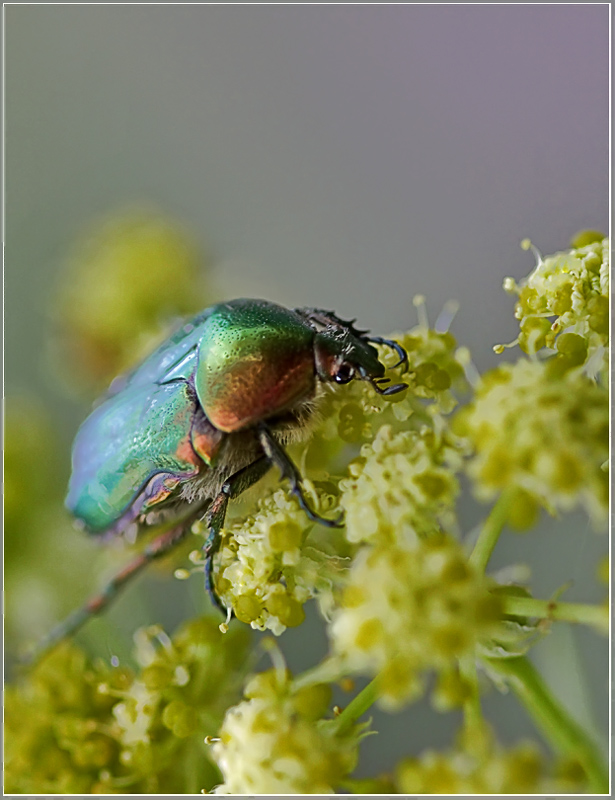 фото "Бронзовка" метки: природа, макро и крупный план, насекомое