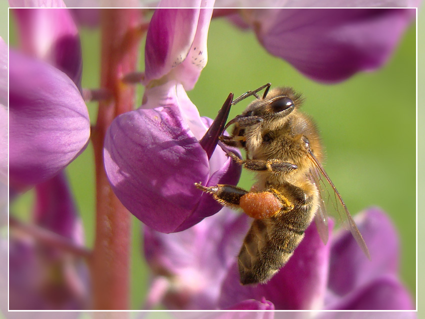 photo "***" tags: nature, insect