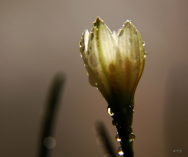 photo "***" tags: macro and close-up, nature, flowers