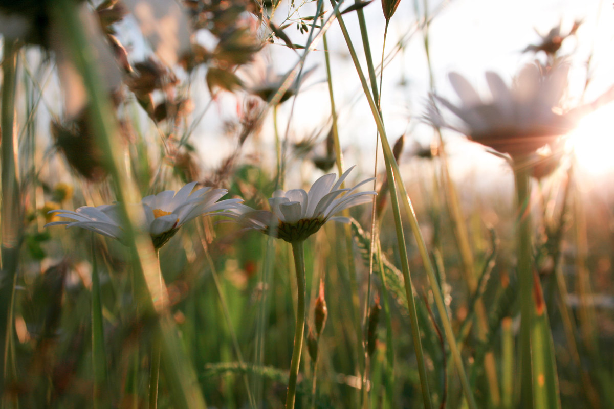 photo "***" tags: nature, flowers