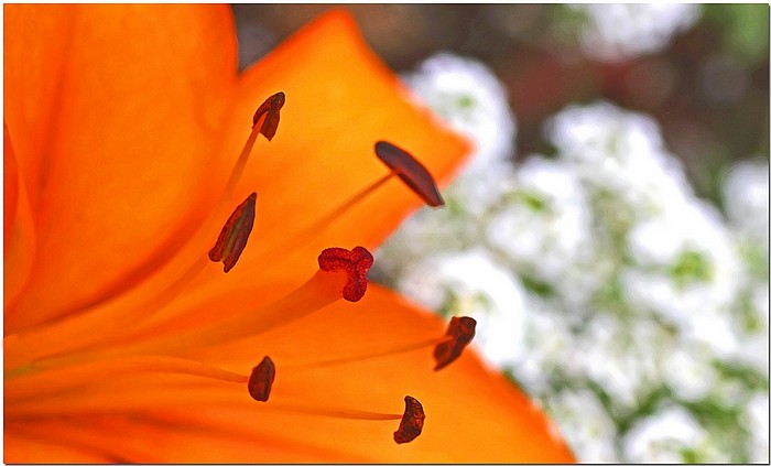 photo "***" tags: nature, flowers