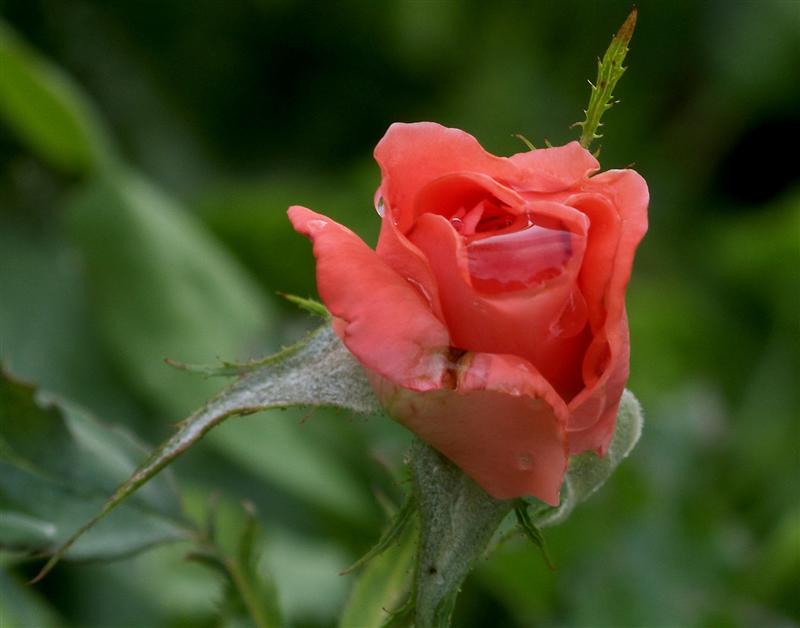 фото "Розовая малютка" метки: природа, цветы