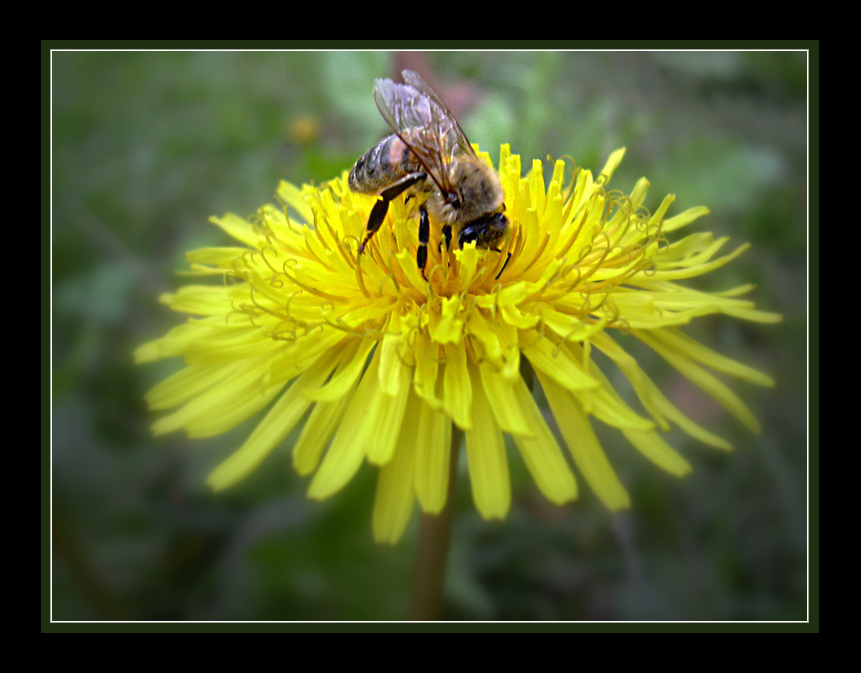 photo "To work..." tags: nature, flowers