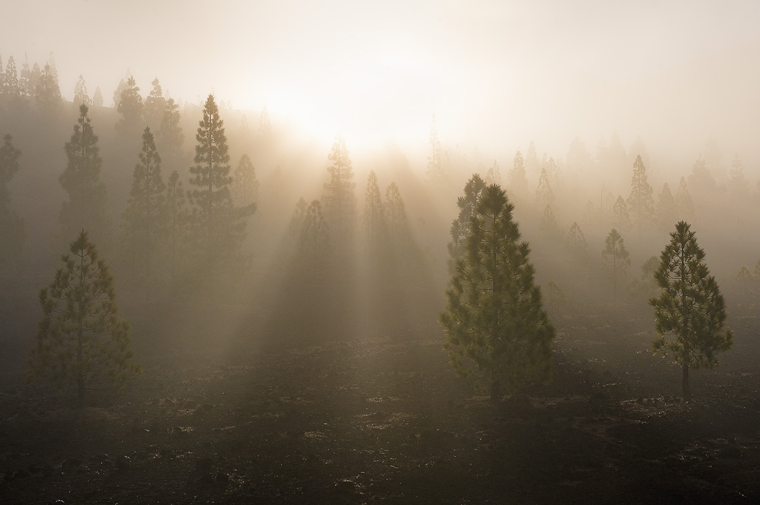 фото "Утренние лучи" метки: пейзаж, закат, лес
