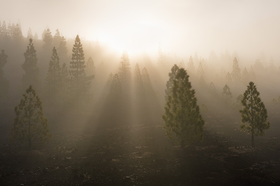 photo "Morning rays" tags: landscape, forest, sunset