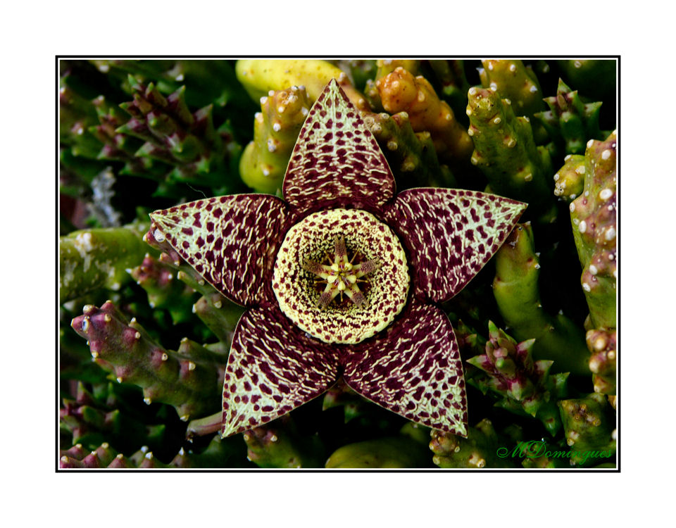 photo "Stapelia variegata" tags: nature, flowers