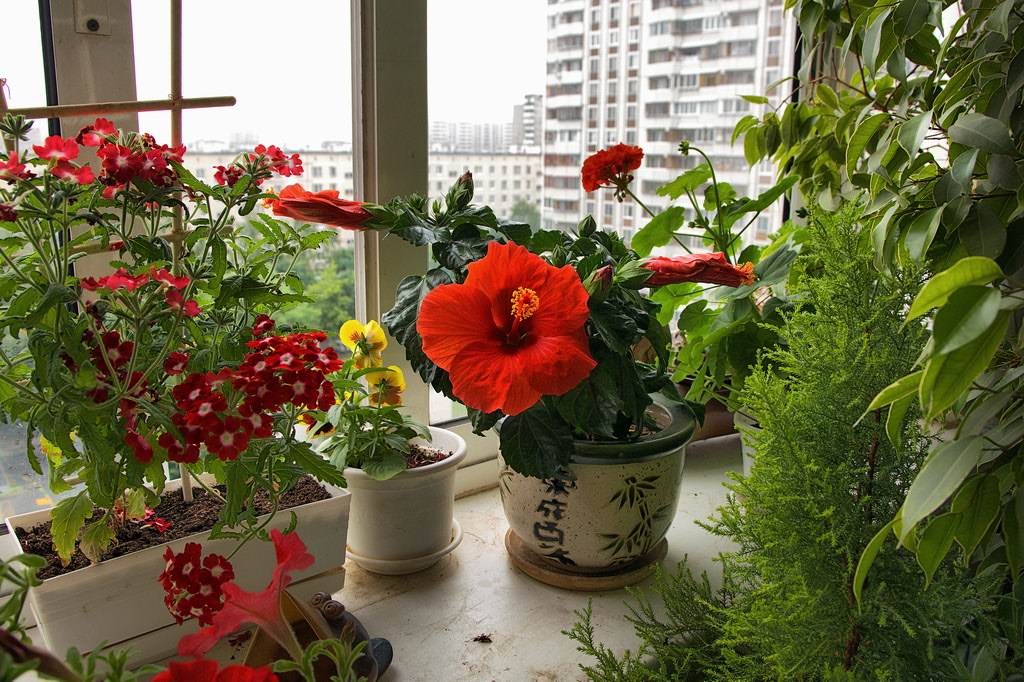 photo "***" tags: nature, city, flowers