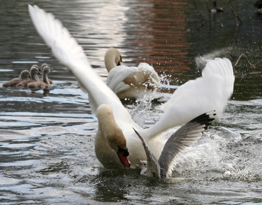 photo "Swan attack" tags: nature, wild animals